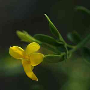 Photographie n°2524149 du taxon Jasminum fruticans L. [1753]