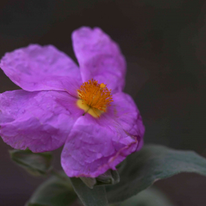 Photographie n°2524153 du taxon Cistus albidus L. [1753]