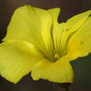 Photographie n°2524161 du taxon Oxalis pes-caprae L. [1753]