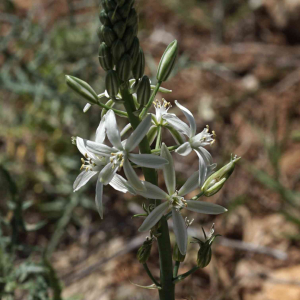 Photographie n°2524170 du taxon Loncomelos narbonensis (L.) Raf. [1840]