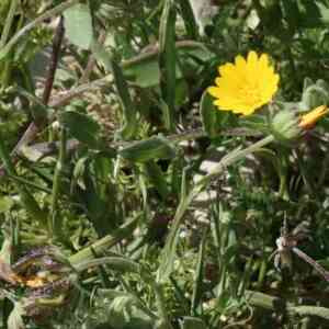 Photographie n°2524171 du taxon Calendula arvensis L. [1763]