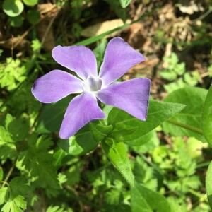 Photographie n°2524184 du taxon Vinca major subsp. major