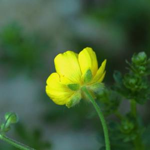 Photographie n°2524192 du taxon Ranunculus acris L. [1753]
