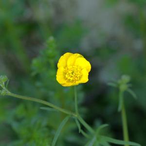 Photographie n°2524193 du taxon Ranunculus acris L. [1753]