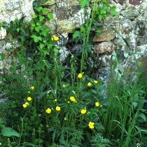 Photographie n°2524195 du taxon Ranunculus acris L. [1753]