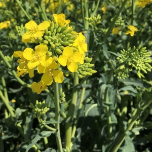 Photographie n°2524221 du taxon Brassica napus var. napus