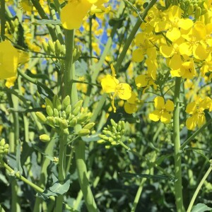 Photographie n°2524224 du taxon Brassica napus var. napus