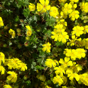 Photographie n°2524237 du taxon Potentilla verna L.