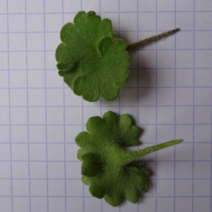 Photographie n°2524247 du taxon Saxifraga granulata L.