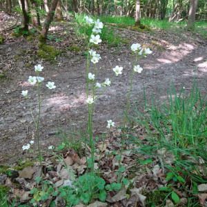 Photographie n°2524252 du taxon Saxifraga granulata L.