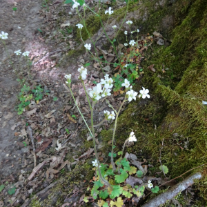 Photographie n°2524253 du taxon Saxifraga granulata L.