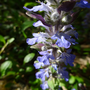 Photographie n°2524255 du taxon Ajuga reptans L.