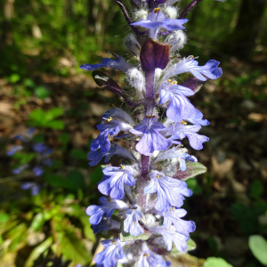 Photographie n°2524256 du taxon Ajuga reptans L.