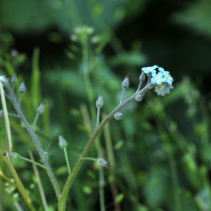 Photographie n°2524260 du taxon Myosotis arvensis (L.) Hill [1764]
