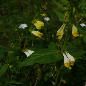 Photographie n°2524287 du taxon Melampyrum pratense L.