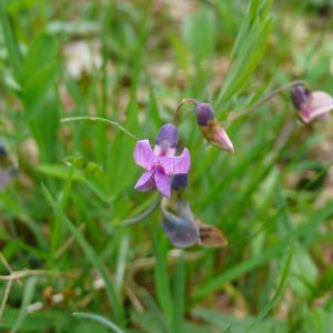 Photographie n°2524289 du taxon Lathyrus linifolius (Reichard) Bässler [1971]