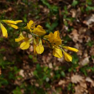 Photographie n°2524296 du taxon Genista pilosa L. [1753]