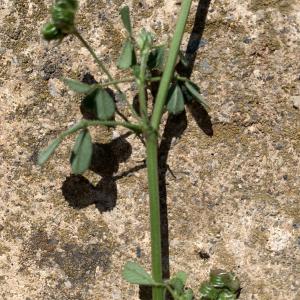 Photographie n°2524326 du taxon Medicago littoralis Rohde ex Loisel. [1810]