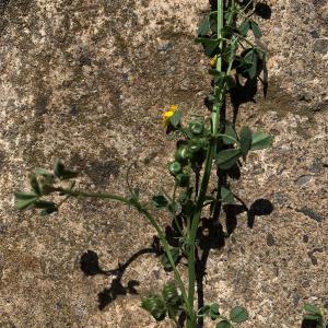 Photographie n°2524327 du taxon Medicago littoralis Rohde ex Loisel. [1810]