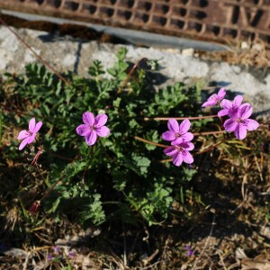 Photographie n°2524348 du taxon Erodium acaule (L.) Bech. & Thell.