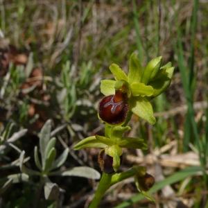 Photographie n°2524358 du taxon Ophrys virescens Philippe [1859]