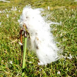 Photographie n°2524380 du taxon Eriophorum angustifolium Honck. [1782]