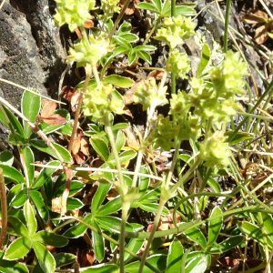 Photographie n°2524389 du taxon Alchemilla alpina L. [1753]