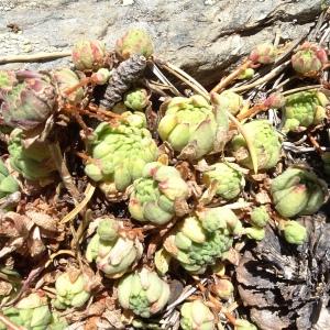 Photographie n°2524395 du taxon Sempervivum montanum L. [1753]