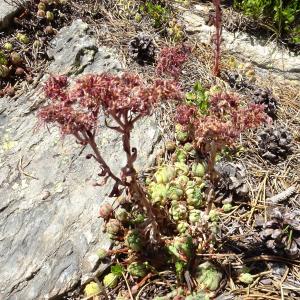 Photographie n°2524397 du taxon Sempervivum montanum L. [1753]