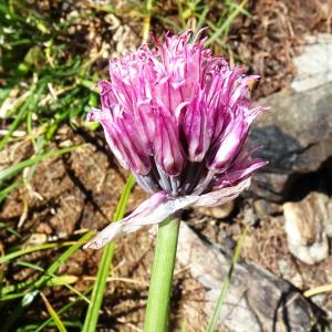 Photographie n°2524398 du taxon Allium schoenoprasum L. [1753]