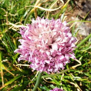 Photographie n°2524399 du taxon Allium schoenoprasum L. [1753]