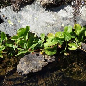 Photographie n°2524412 du taxon Caltha palustris L. [1753]