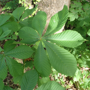 Photographie n°2524444 du taxon Aesculus hippocastanum L.