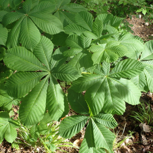 Photographie n°2524446 du taxon Aesculus hippocastanum L.