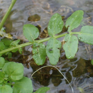 Photographie n°2524453 du taxon Nasturtium officinale R.Br.