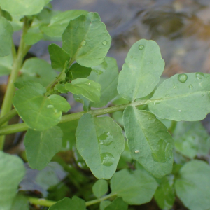 Photographie n°2524455 du taxon Nasturtium officinale R.Br.