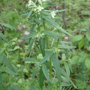 Photographie n°2524473 du taxon Lithospermum officinale L.