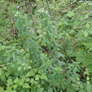 Photographie n°2524474 du taxon Lithospermum officinale L.