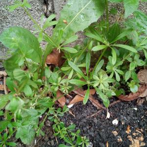 Photographie n°2524496 du taxon Galium aparine L.