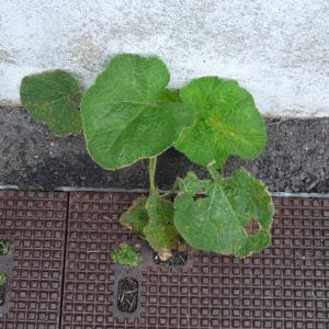 Photographie n°2524507 du taxon Alcea rosea L.