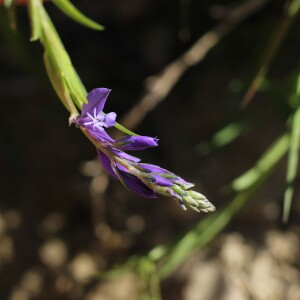 Photographie n°2524554 du taxon Polygala vulgaris L.