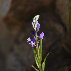 Photographie n°2524562 du taxon Polygala vulgaris L.