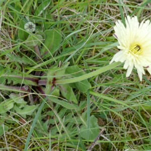 Photographie n°2524565 du taxon Urospermum dalechampii (L.) Scop. ex F.W.Schmidt