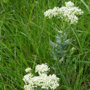 Photographie n°2524566 du taxon Urospermum dalechampii (L.) Scop. ex F.W.Schmidt