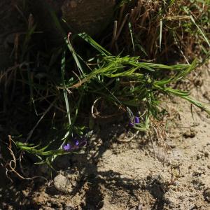 Photographie n°2524568 du taxon Polygala vulgaris L.