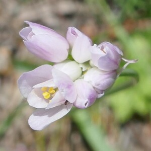 Photographie n°2524572 du taxon Allium roseum L.