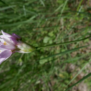 Photographie n°2524575 du taxon Allium roseum L.
