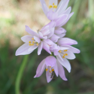 Photographie n°2524577 du taxon Allium roseum L.