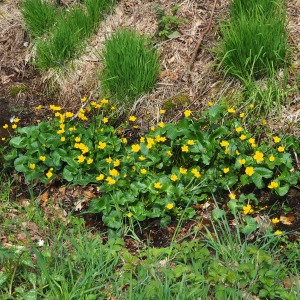 Photographie n°2524584 du taxon Caltha palustris L. [1753]