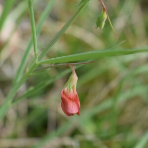 Photographie n°2524636 du taxon Lathyrus sphaericus Retz.